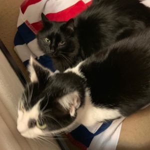 Meet your Posher, Bonnie